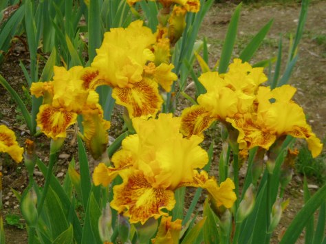 iris - dazzling gold