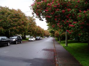 Chestnut lined street (behind Hillside Mall), Castanea,, conker tree, garden Vancouver Island Island Victoria BC Pacific Northwest
