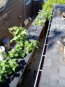 vine on fence / woodshed roof