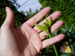 day lily buds - now you see them...