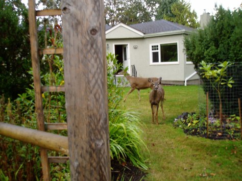deer family in our yard 10/11