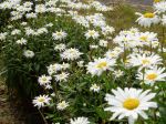 Shasta Daisy - happy blooms garden Victoria BC Pacific Northwest
