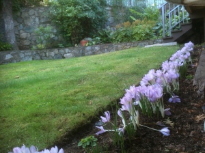PS' row of colchicum, fall crocus, garden Victoria, Vancouver Island, BC, Pacific Northwest
