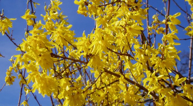 cu - forsythia in bloom, Forsythia x intermedia, Easter tree, golden bells, spring flowering shrub, border forsythia, garden Victoria, Vancouver Island, BC, Pacific Northwest