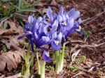 iris reticulata, garden Victoria BC Pacific Northwest