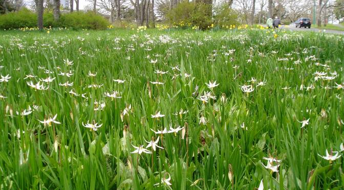 Meadow Blooms 4 – Fawn Lily