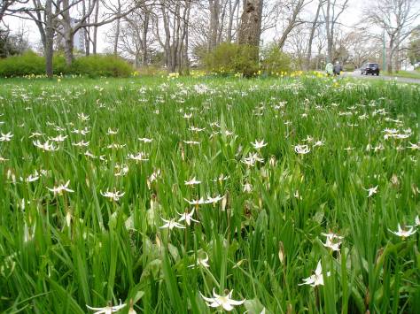 Fawn Lily meadow at Beacon Hill Park