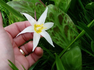 Fawn Lily bloom & leaf CU