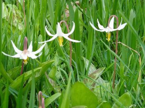 3 x fawn lily at Beacon Hill Park