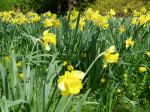 daffodils 3, Narcissus garden Victoria, Vancouver Island, BC, Pacific Northwest