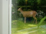 sharing our garden with deer