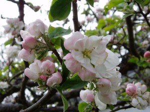 apple blossoms in May