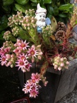 hens and chicks and roosters in bloom in july garden Victoria BC