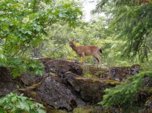 black tail deer near hiking trail in Sooke, Victoria, Vancouver Island, BC, Pacific Northwest