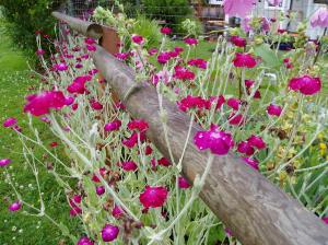 lychnis coronaria, rose campion, bloom garden Victoria BC