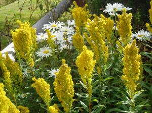goldenrod & shasta daisy