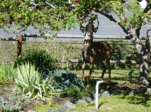 urban black tail deer under sparten apple tree garden Victoria, Vancouver Island, BC, Pacific Northwest