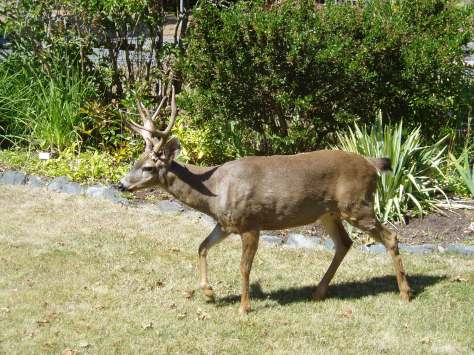 Deer crossing lawn