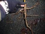 developed root of an older daphne