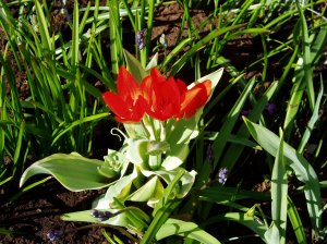 species tulip Tulipa praestans unicum garden Victoria, BC Vancouver Island, Pacific Northwest