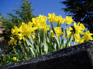 daffodils Narcissus at Camosun College garden Victoria, Vancouver Island, BC, Pacific Northwest