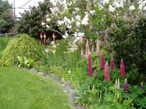 lilac, red hot pokers, irs, lupin Lupinus, with the ceanothus just about to come into bloom too, garden Victoria, Vancouver Island, BC, Pacific Northwest