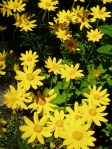 wooly sunflower in bloom, oregon sunshine, Victoria BC garden