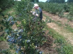 July blueberry picking garden Victoria BC