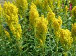golden rod in bloom, garden Victoria BC Pacific Northwest