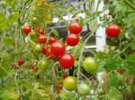 tomatoes ripening garden Victoria BC