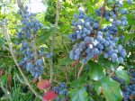 Oregon Grape berries in august, garden Victoria BC Pacific Northwest