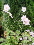 Japanese anemone just keeps going and going into the fall garden Victoria BC