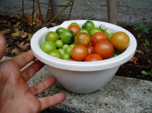 The end of season tomatoes, garden Victoria BC Pacific Northwest