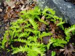licorice fern, garden Victoria BC Pacific Northwest
