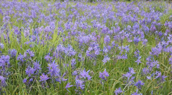 blooming camas meadow Camassia quamash in Uplands Park, garden Victoria BC Pacific Northwest