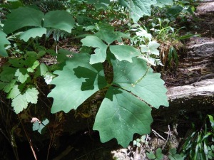 vanilla leaf, deer foot, Sweet After Death, Deervetch, achlys triphylla, garden Victoria BC Pacific Northwest