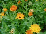 Calendula blooms & green seed heads garden Victoria BC Pacific Northwest