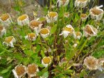 shasta daisy seed heads garden Victoria BC Pacific Northwest