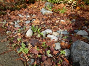overgrown stone rock mulch , , garden Victoria BC Pacific North West