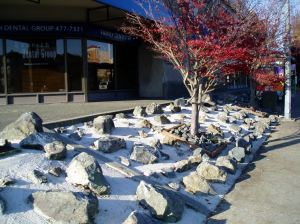 stone mulch near University Heights, garden Victoria BC Pacific North West