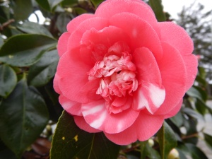 variegated camellia blooming in mid Februarygarden Victoria BC Pacific Northwest