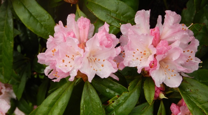 Pink Rhododendron Blooms in February
