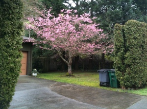 Pink blooming tree in mid February, garden Victoria BC Pacific Northwest
