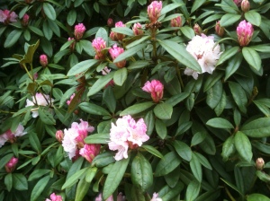Pink blooming Rhododendron in February, garden Victoria BC Pacific Northwest