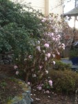 Pink blooming Rhododendron in February, garden Victoria BC Pacific Northwest