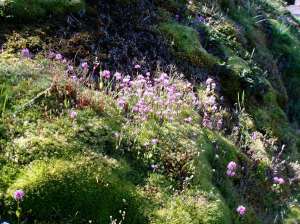 sea blush Plectritis congesta blooming mid april, garden Victoria BC Pacific Northwest
