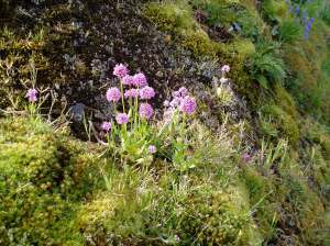 sea blush Plectritis congesta in flower, native plant, garden Victoria BC Pacific Northwest