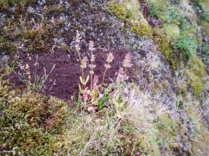 sea blush Plectritis congesta igoing to seed native plant, garden Victoria BC Pacific Northwest