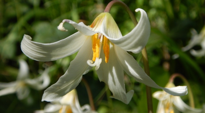 Fawn Lily at Easter