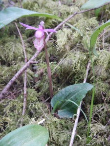 Fairy Slipper Calypso bulbosa orchid, garden Victoria, Vancouver Island, BC, Pacific Northwest
